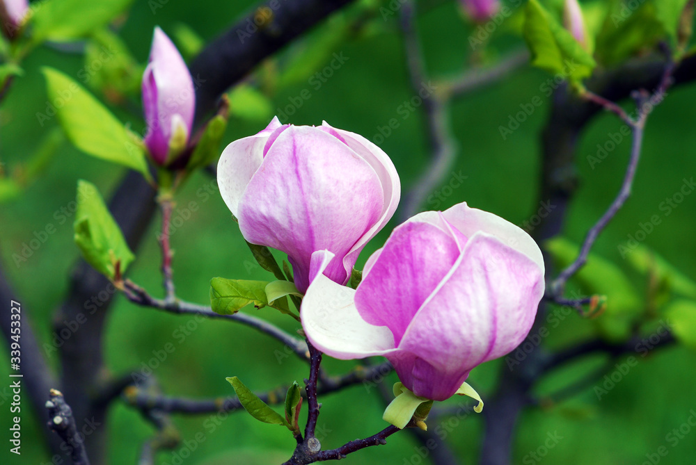 Blossoming magnolia
