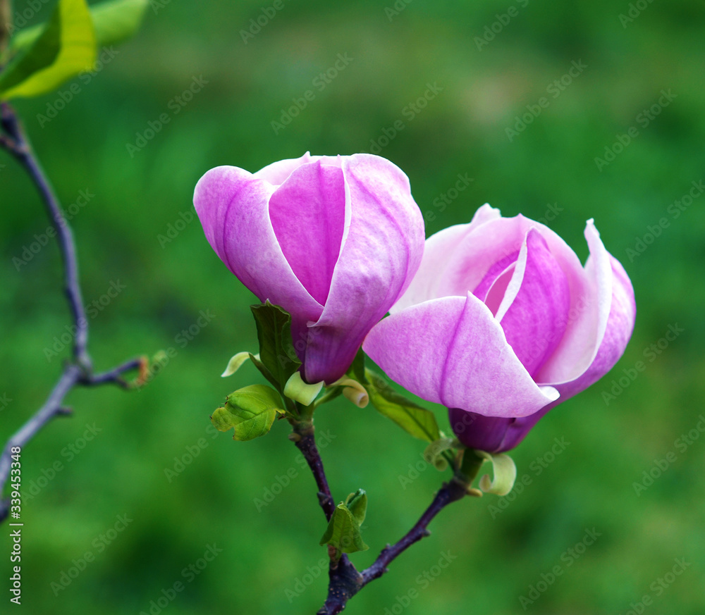 Blossoming magnolia Blossoming magnolia