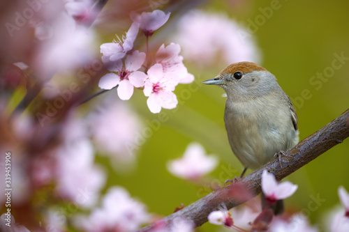 Spring in the garden, singing bird theme. Eurasian blackcap, Sylvia atricapilla, female. Portrait of  bird with brown capped head among pink flowers against green background. April, Europe.
