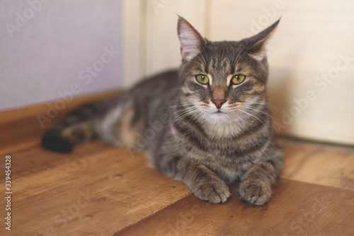 A grey tabby cat laying on the floor.