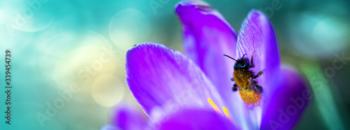 Macro shot of purple crocus and bee in spring garden. Easter background.