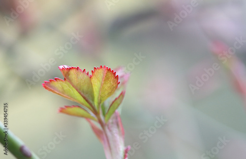 Young red and green leaves of a climbing rose