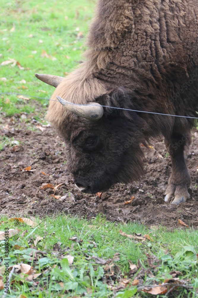 Fototapeta premium Búfalo