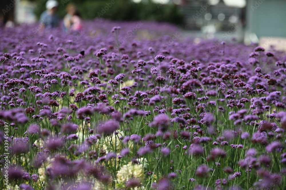 Obraz premium flowers