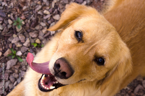 Beau golden retriever tirant la langue allongé sur du gravier photo