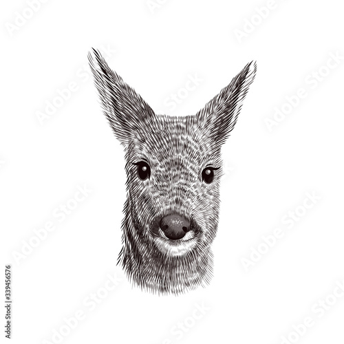 Roe deer cub sketch, vector illustration. Hand drawn wild animal head portrait.