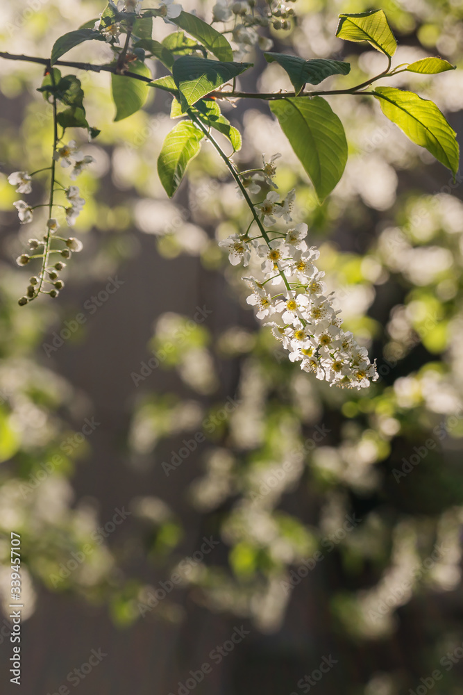 Zweige mit Blüten der Gewöhnlichen Traubenkirsche im Morgenlicht