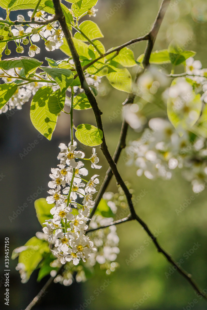 Zweige mit Blüten der Gewöhnlichen Traubenkirsche im Morgenlicht