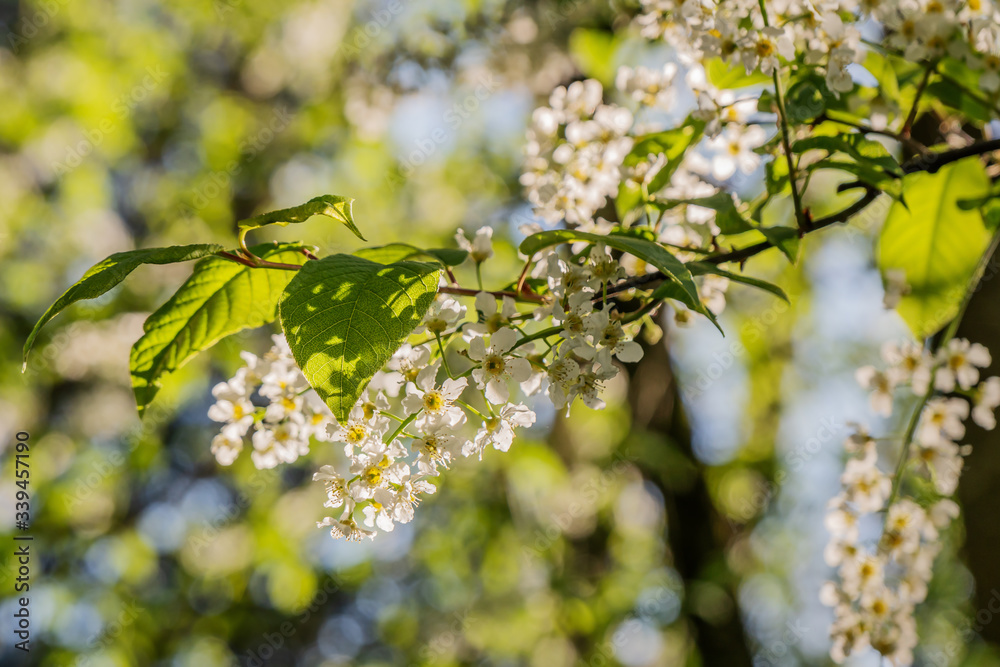 Zweige mit Blüten der Gewöhnlichen Traubenkirsche im Morgenlicht