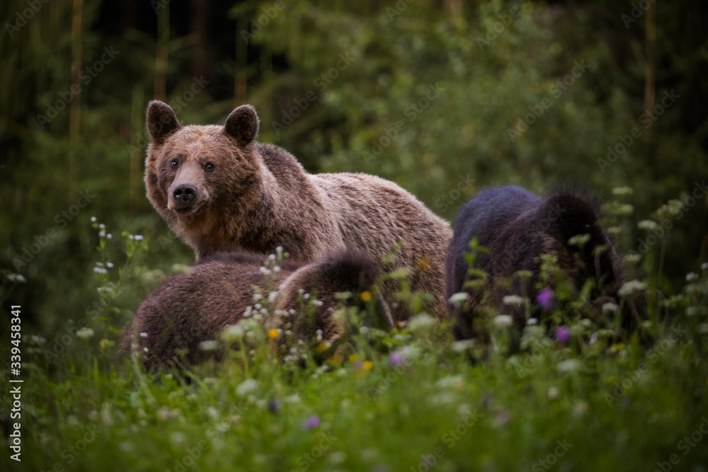 Fototapeta premium Carpathian brown bear in the wilderness