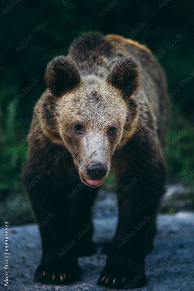 Fototapeta premium Carpathian brown bear in the wilderness