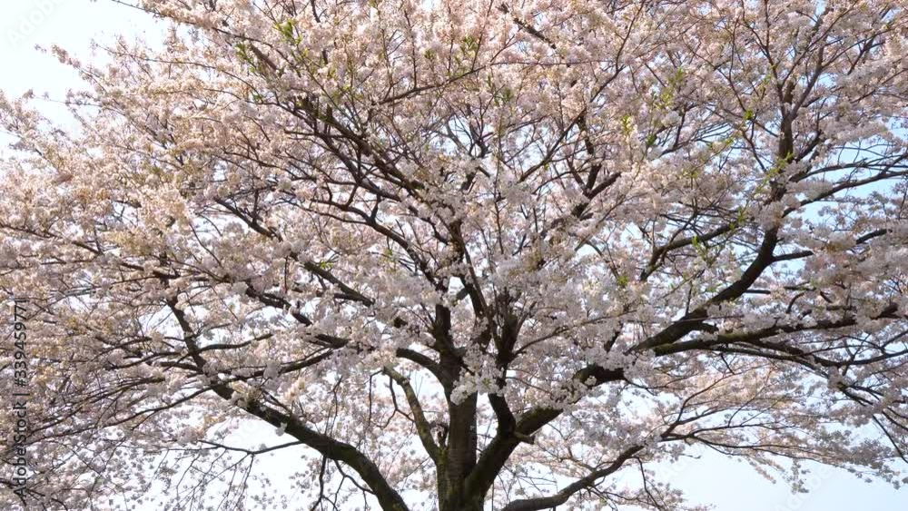 桜並木の桜のある風景