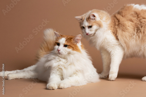Schilderij op canvas One Turkish van cat laying and the other standing and licking his lips front of a brown beige background horizontal studio