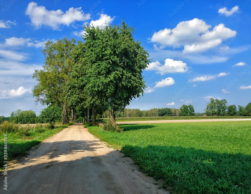 road in the park