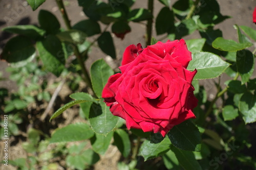 Bright red flower of rose in the garden in June