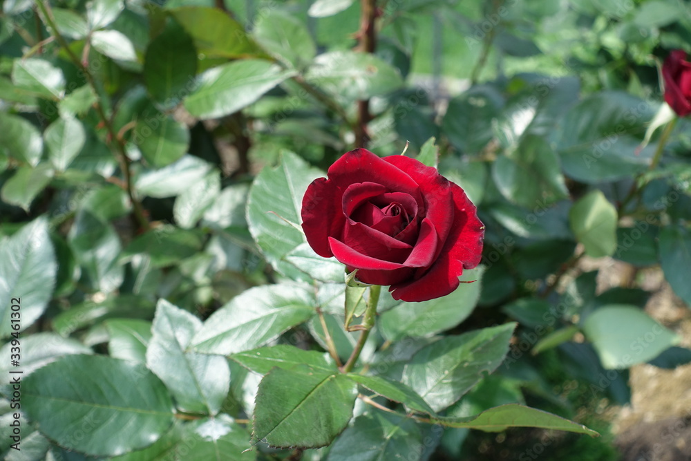 Carmine red flower of rose in the garden in May Carmine red flower of rose in the garden in May