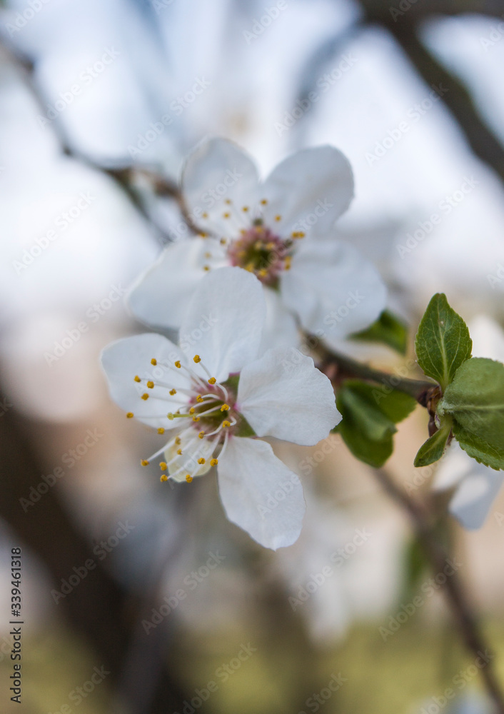 Spring flowering cherry. White flower on a branch. Macro Spring flowering cherry. White flower on a branch. Macro