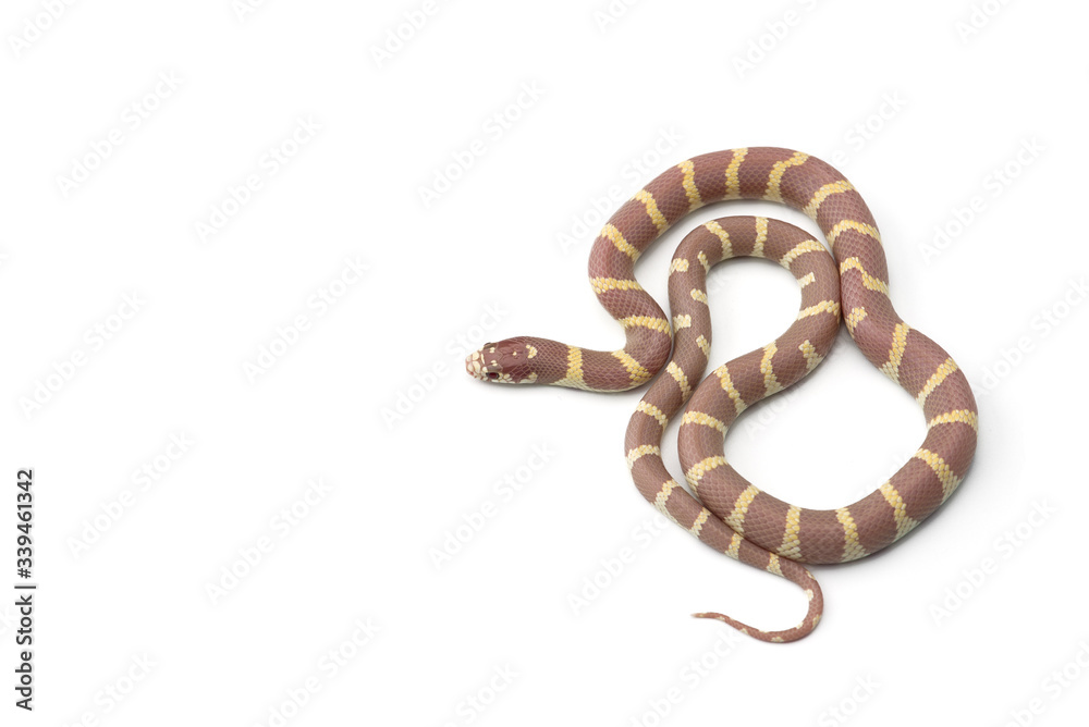 Fototapeta premium Colorful King snake isolated on white background