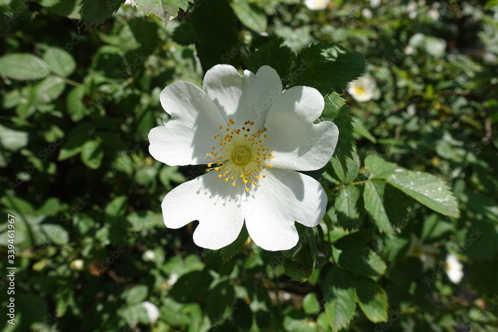 White single flower of rose in the garden in May White single flower of rose in the garden in May