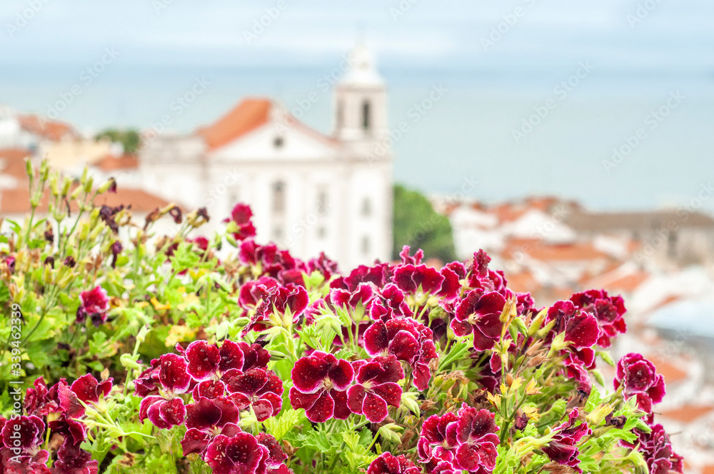 Blurred background of the Lisbon landscape, in the foreground beautiful flowers with selective focus. Lisbon. Portugal. View of Saint Stephen Church  in Lisbon from Miradouro de Santa Luzia
