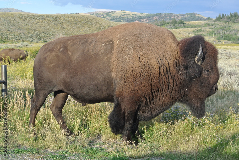Yellowstone national park bisons 