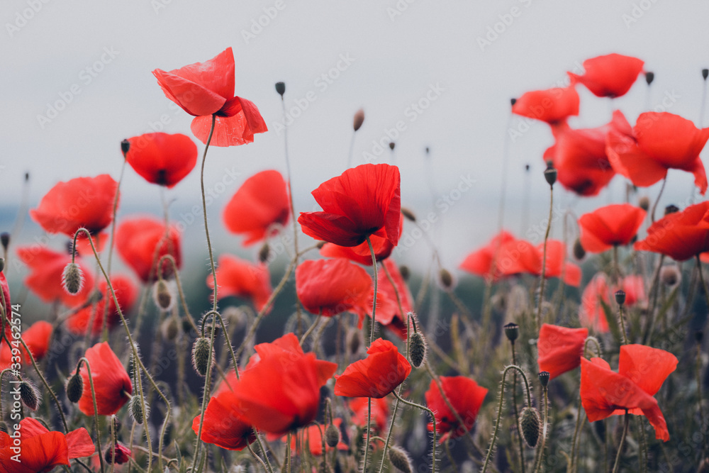 Obraz premium pole maków