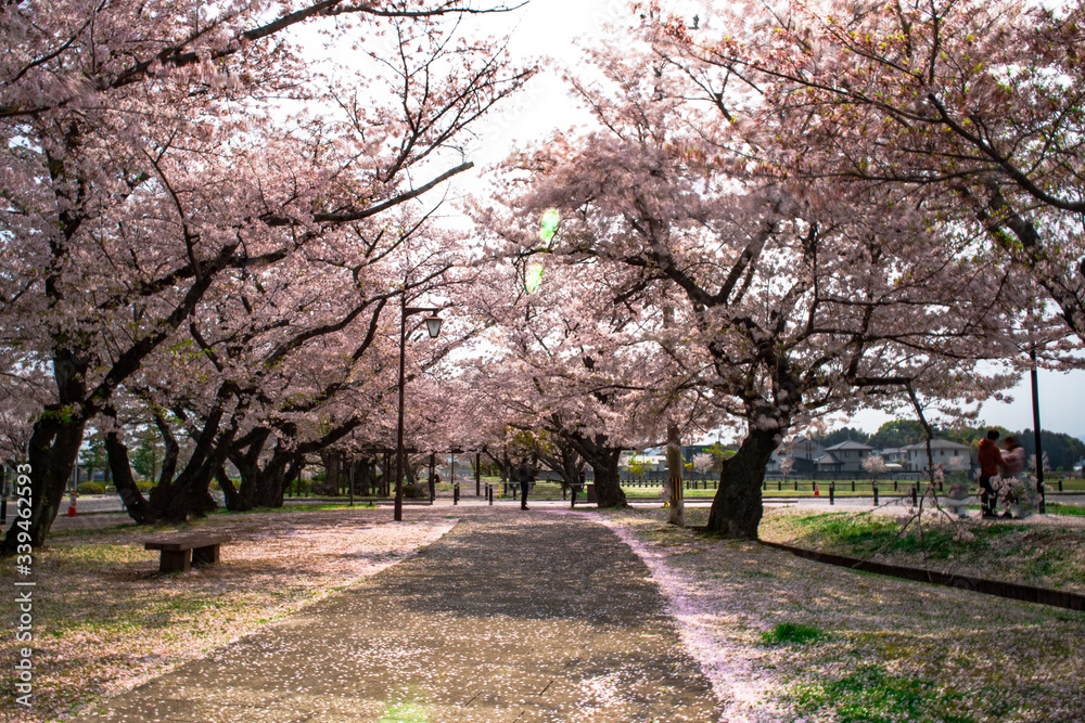 大貞総合運動公園の桜