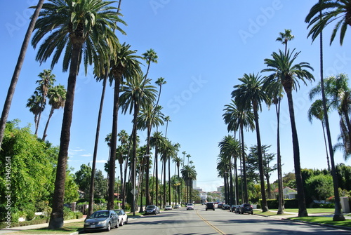 LA palms street © AD