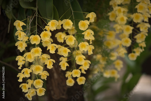 Yellow orchids Bunch of YelloW Honey fragrant orchid ( Dendrobium aggregatum var majus) on large tree in natural forest; photo