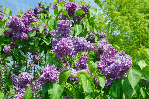 Brushes of blooming lilac on a Sunny spring day