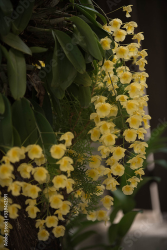 Yellow orchids Bunch of YelloW Honey fragrant orchid ( Dendrobium aggregatum var majus) on large tree in natural forest; photo