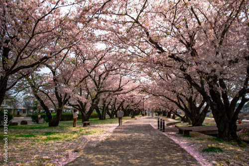 大貞総合運動公園の桜 © chameleon