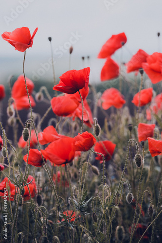 the poppies field