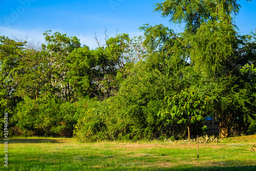 Green tree city prak meadow against blue sky photo