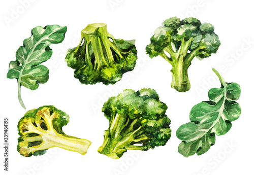 Broccoli set. Hand drawing watercolor on white background. Can be used for decoration of cards, stickers, encyclopedias, menus.