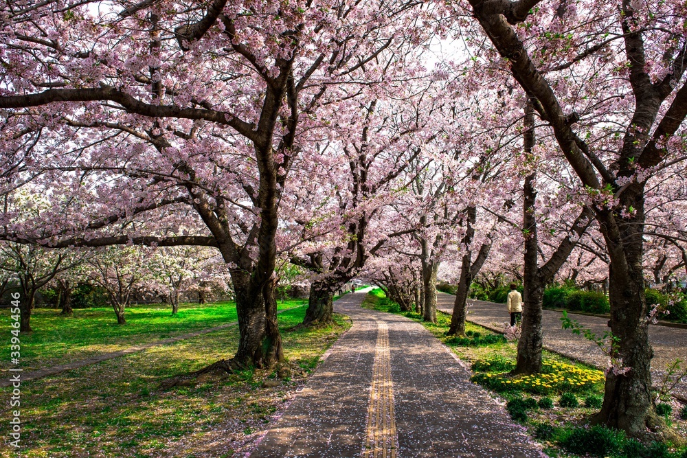 二の丸公園の桜