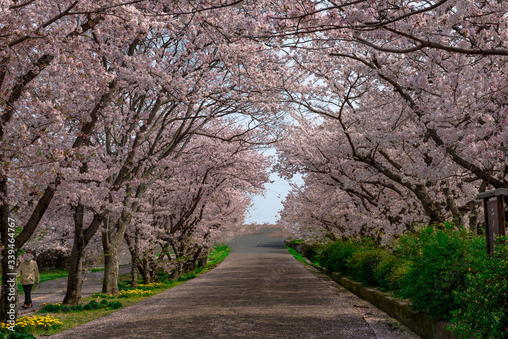 二の丸公園の桜