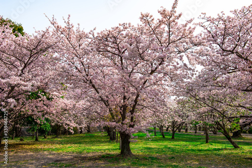 二の丸公園の桜