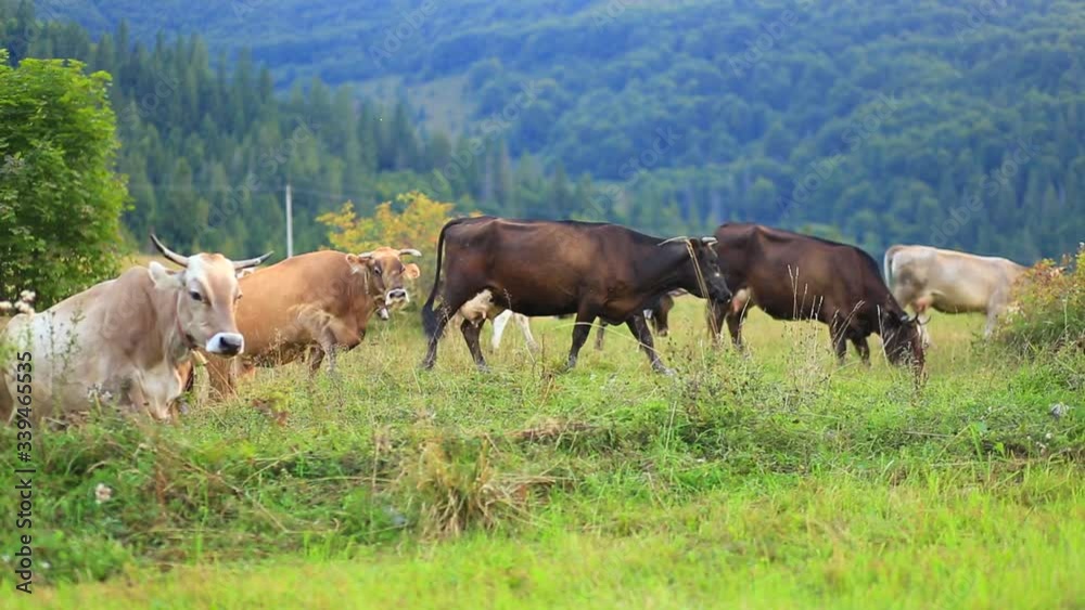 Herd of cows grazes on mountain meadow with forest on background on cloudy day Herd of cows grazes on mountain meadow with forest on background on cloudy day