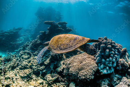 Green turtle swimming around in the wild among colorful coral reef