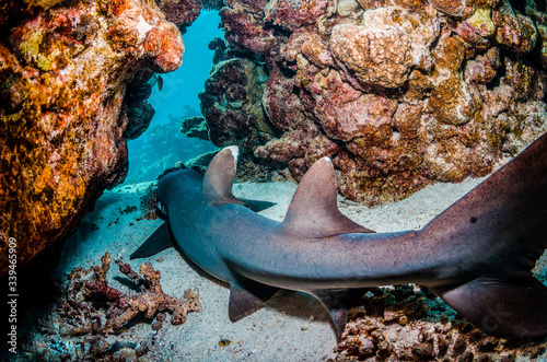 White tip reef shark resting under coral photo