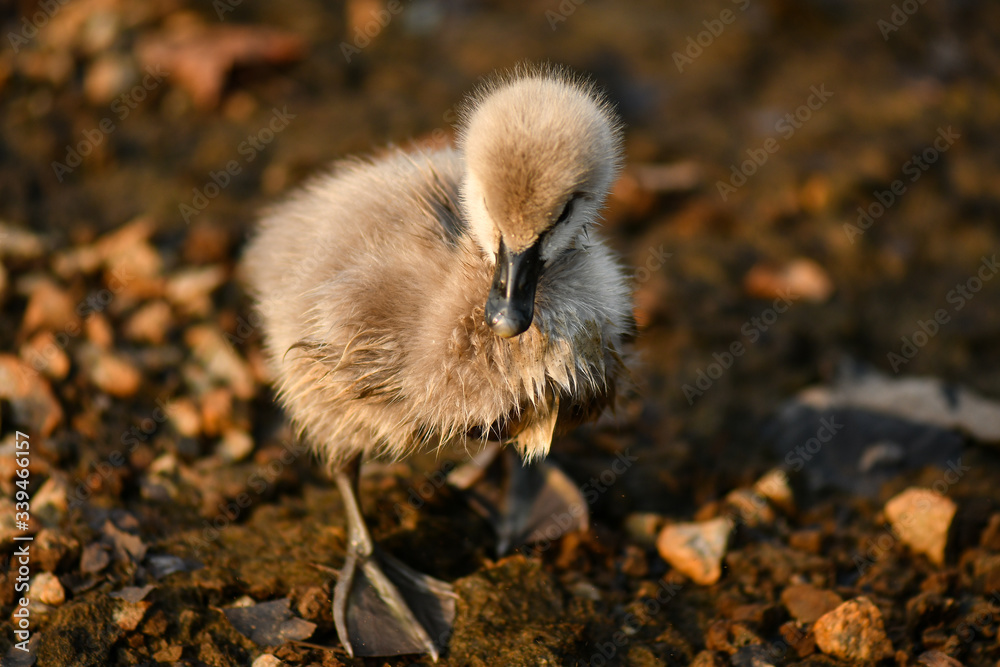 Black swan and ugly duckling Stock Photo Adobe Stock