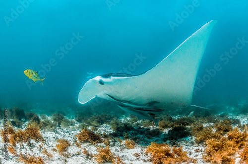 Manta ray swimming in the wild in clear turquoise water