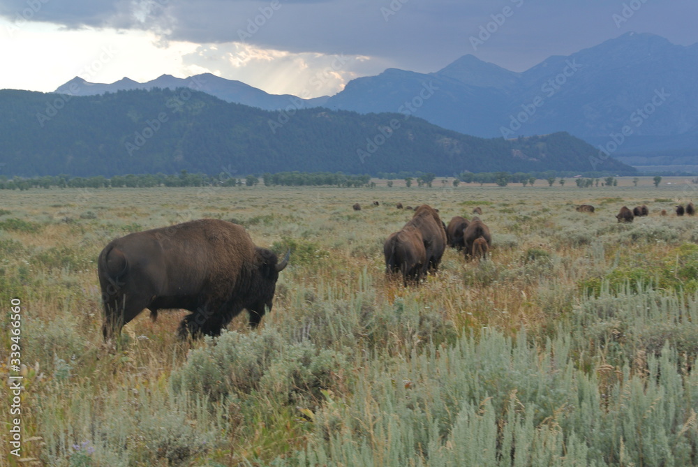 great bisons in Yellowstone 