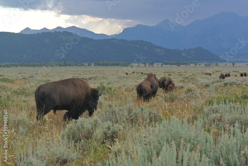 great bisons in Yellowstone 