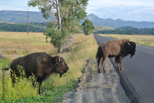 great bisons in Yellowstone 