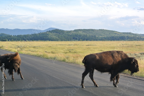 great bisons in Yellowstone 