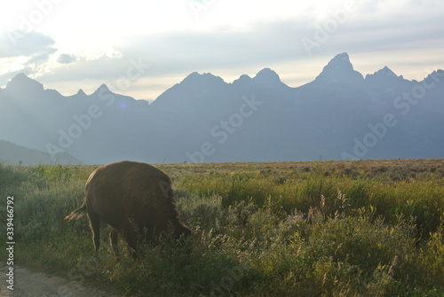great bisons in Yellowstone 