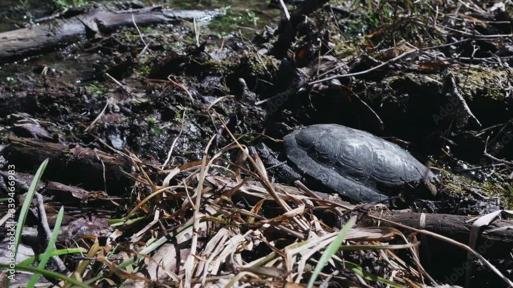 A Black Pond Turtle Digging Itself Into The Mud Going In With Its Head First - High-Angle Shot A Black Pond Turtle Digging Itself Into The Mud Going In With Its Head First - High-Angle Shot