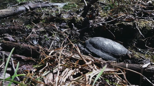 A Black Pond Turtle Digging Itself Into The Mud Going In With Its Head First - High-Angle Shot photo